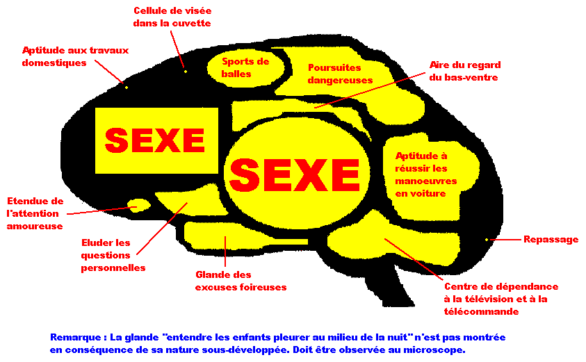 mon cerveau !!